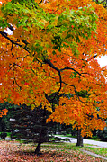 Vibrant Maple Spectacle Photograph by Travel Essayist