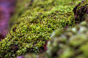 Vibrant Moss Close Up Nature's Texture Photograph by Travel Essayist