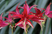 Vibrant Red Amaryllis Photograph by Shirley Mitchell