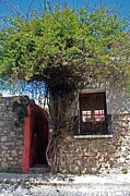 Vibrant Tree and Stonework, Colonia del Sacramento Scene Photograph by Travel Essayist