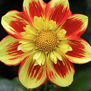 Vibrant Yellow and Red Dahlia Photograph by Shirley Mitchell