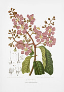 Vintage botanical illustrations - Giant crepe-myrtle tree Drawing by Madame Berthe Hoola van Nooten