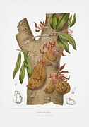 Vintage botanical illustrations - Namu-namu tree Drawing by Madame Berthe Hoola van Nooten