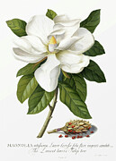 Vintage flowers - White magnolia Mixed Media by Georg Dionysius G D Ehret