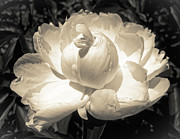 Vintage Peony Photograph by Onedayoneimage Photography