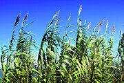 Vivid Green Reeds Under a Blue Sky Vibrant Nature Photography Print Photograph by Severija Kirilovaite
