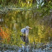 Wakodahatchee Wetlands Great Blue Heron Photograph by David McKinney