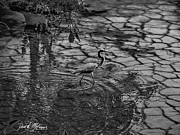 Wading Blue Heron Photograph by David McKinney