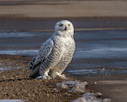 Waiting Photograph by James Overesch