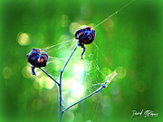 Wakodahatchee Flower 1 Photograph by David McKinney
