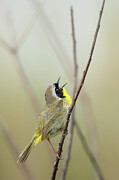 Warbler - Common Yellowthroat Photograph by Rehna George