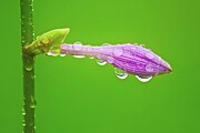 Water blessing Photograph by Tatiana Travelways