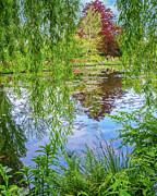 Water Garden Photograph by Steven Dos Remedios