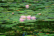 Water Lilies Photograph by Jeff Sinon