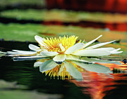 Missouri Botanical Gardens - Water Lily Photograph by Robert Niemeier