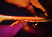 Water on The Vine Photograph by Gian Smith