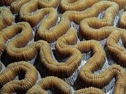 Waves in the Brain Coral Photograph by Brian Weber
