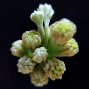 Field Weeds Photograph by Joy Garso