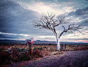 Welcome Tree Tao, New Mexico Photograph by Robert Niemeier