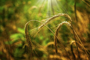 Wheat Ears - Serenity Photograph by Robert Niemeier