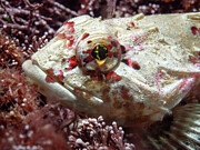 White and Pink Sculpin Photograph by Brian Weber