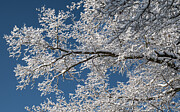 White Branch Photograph by Steven Nelson