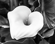 White Callla Lilly Photograph by Abigail Diane Photography