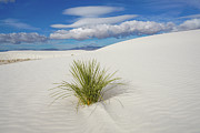 White Sands Yucca Photograph by Sunniye Buesing