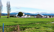 White Skagit Farm House with Green Fields Photograph by Tom Cochran