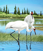 Whooping Cranes On Edge Of Pond Painting by Chuck Ripper