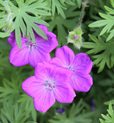 Wild Geraniums Photograph by Bob Falcone