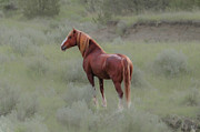 Wild Horses 10A Photograph by Sally Fuller