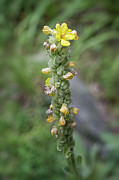 Wild Mullein Photograph by Steven Nelson