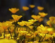 Wild Poppies of Arizona Photograph by Kevin Schwalbe