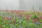 Wildflower Meadow at Mount Rainier National Park Photograph by Nancy Gleason