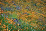 Wildflower Super Bloom at Sunrise in Walker Canyon Photograph by Rebecca Herranen