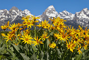 Wildflowers In The Tetons Photograph by Dan Sproul