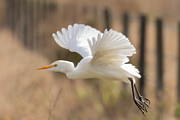 Wind beneath my Wings Photograph by RD Allen