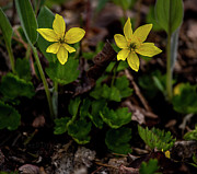 Windflower Photograph by Fred Denner