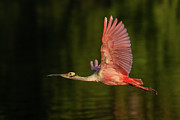 Wingin it Photograph by RD Allen