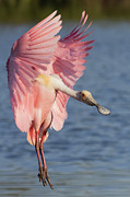 Wings up, neck out Photograph by RD Allen