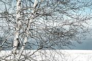 Winter Birch Photograph by Vi Ray