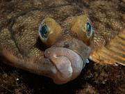 Winter flounder Photograph by Brian Weber