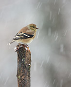 Winter Gold Photograph by Gina Fitzhugh