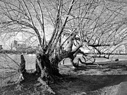 Winter on the Charles Photograph by Steven Nelson