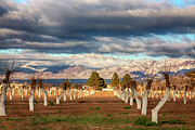 Winter Orchard with Snowy Mountains - New Mexico Photograph by Tatiana Travelways