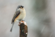 Winter Titmouse Photograph by Gina Fitzhugh
