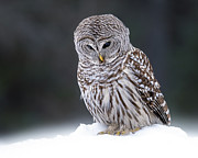 Winter Whispers Photograph by James Overesch