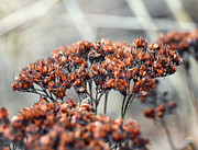 Winter Yarrow Photograph by Steven Nelson