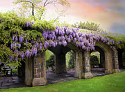 Wisteria in May Photograph by Jessica Jenney